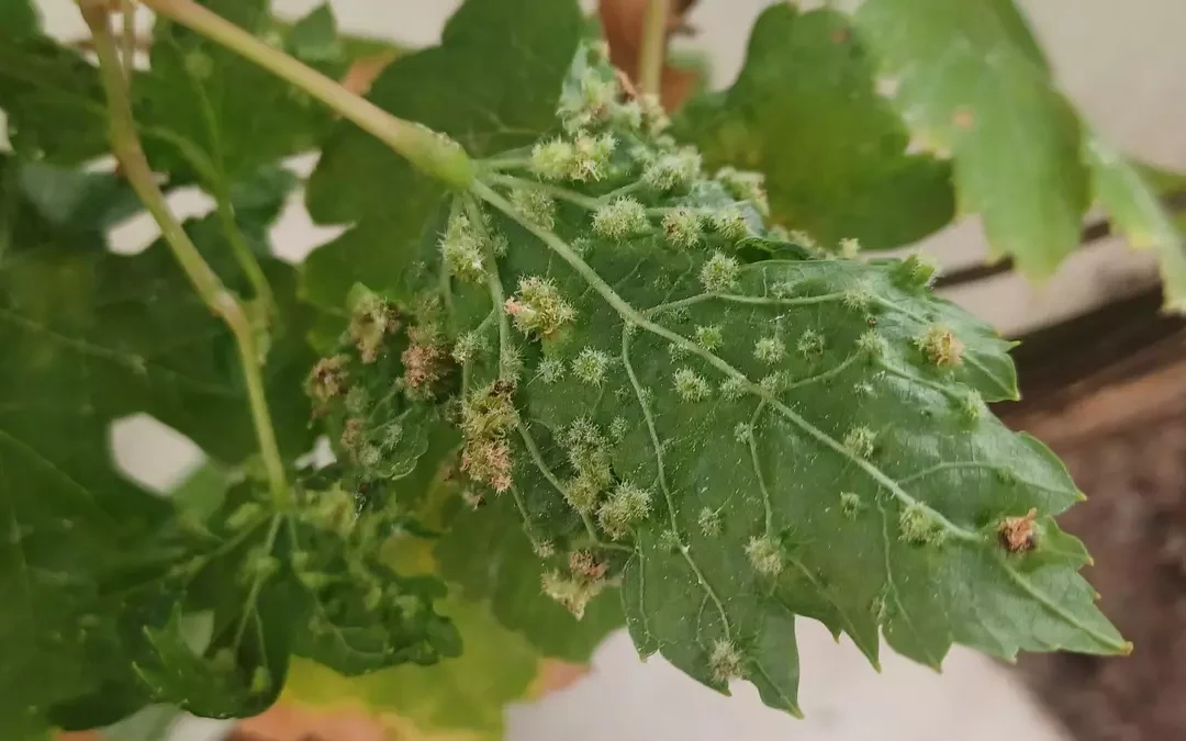Tacoronte refuerza las medidas de prevención para evitar la propagación de la Filoxera de la vid