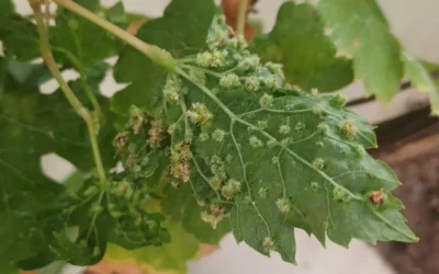 Tacoronte refuerza las medidas de prevención para evitar la propagación de la Filoxera de la vid