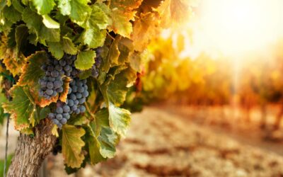 Tacoronte prepara un ciclo de ponencias sobre patrimonio, viticultura y alimentación