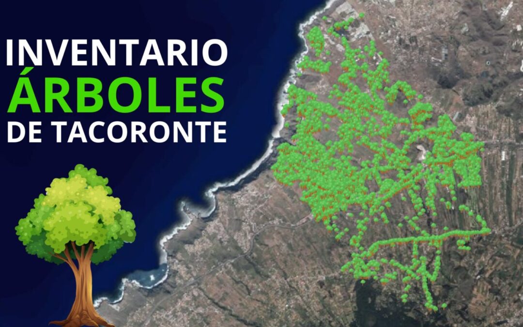 Tacoronte se convierte en el primer municipio canario con inventario de árboles a disposición de la ciudadanía