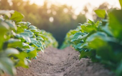 Tacoronte se convierte en epicentro del debate agroecológico joven en Canarias