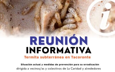 El Ayuntamiento anuncia la celebración de una reunión informativa sobre la termita subterránea en el barrio de La Caridad