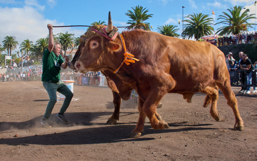 Medio centenar de yuntas protagonizan la primera gran cita festiva en honor a San Antonio Abad