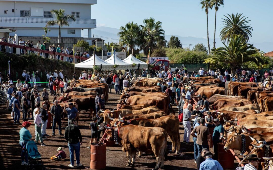 La Feria Ganadera de Tacoronte cierra este domingo el programa de actos festivos en honor a San Antonio Abad