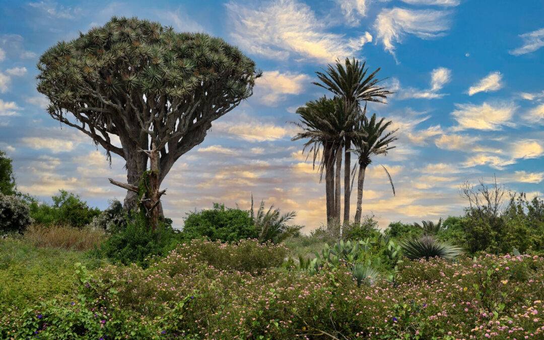 A exposición pública la primera ordenanza municipal para la protección de los árboles de Tacoronte