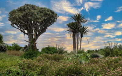 A exposición pública la primera ordenanza municipal para la protección de los árboles de Tacoronte